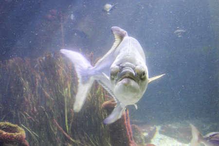 Fish in the reefの写真素材