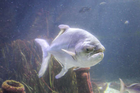 Fish in the reefの写真素材