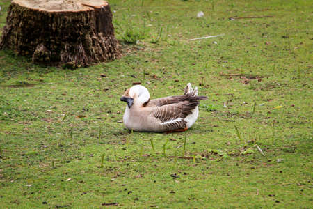 a hump-gooseの写真素材