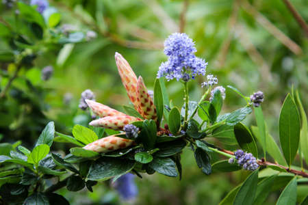 the first flowers in the springの写真素材