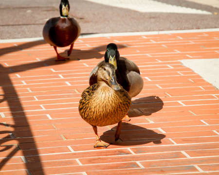ducks in single fileの写真素材