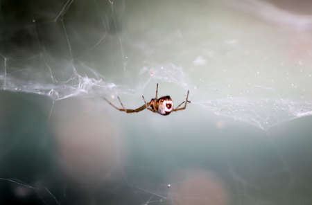 a spider in the webの写真素材