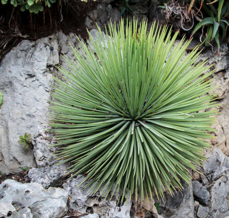 Details of a Cactus, blossomの写真素材