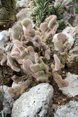 Details of a Cactus, blossomの写真素材