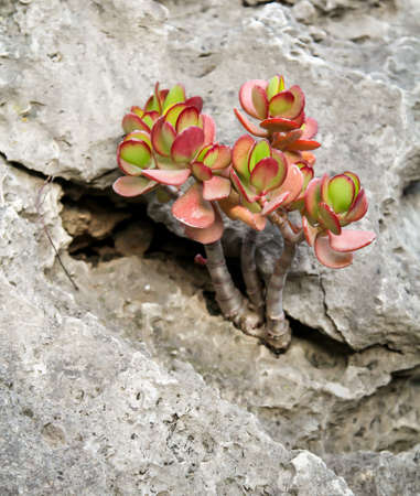 Details of a Cactus, blossomの写真素材