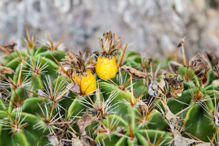 Details of a Cactus, blossomの写真素材