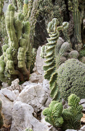 Details of a Cactus, blossomの写真素材