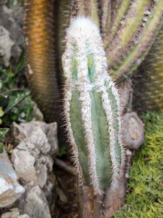 Details of a Cactus, blossomの写真素材