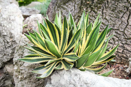 Details of a Cactus, agave, blossomの写真素材