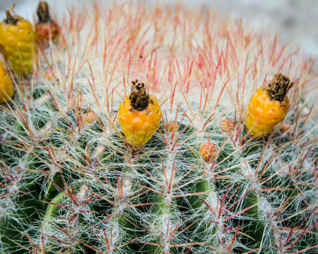 Details of a Cactus, blossomの写真素材