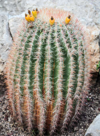 Details of a Cactus, blossomの写真素材