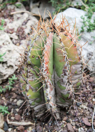 Details of a Cactus, blossomの写真素材