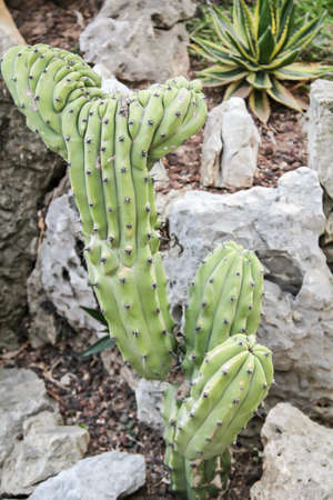 Details of a Cactus, blossomの写真素材