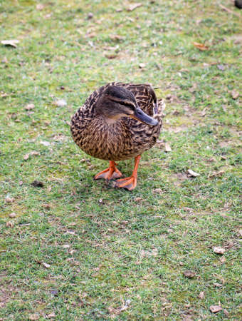 details of a duckの写真素材