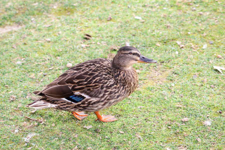 details of a duckの写真素材