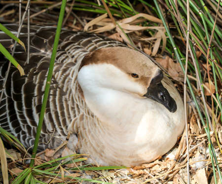 a hump-goose, hogweed brooding in the netの写真素材