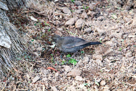 close up of a bird on the bottomの写真素材