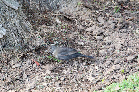 close up of a bird on the bottomの写真素材