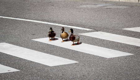 ducks in single fileの写真素材