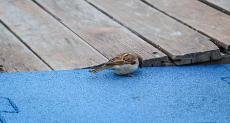 close up of a sparrowの写真素材