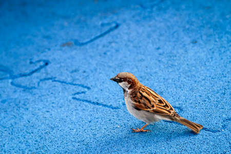 close up of a sparrowの写真素材