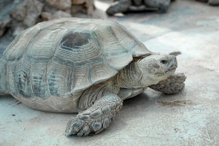 close up, details of turtle, turtlesの写真素材