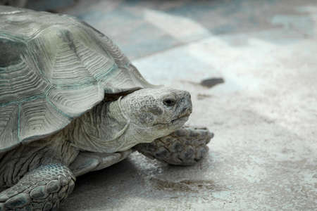 close up, details of turtle, turtlesの写真素材
