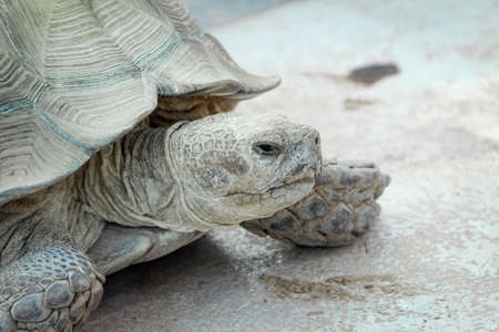 close up, details of turtle, turtlesの写真素材
