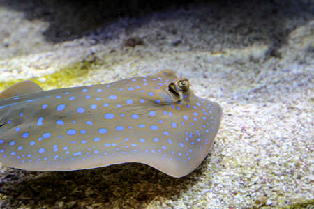 close up of a skateの写真素材