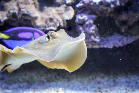 close up of a skate