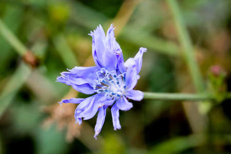 mean waywardの写真素材