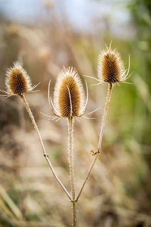 wild card, thistleの写真素材