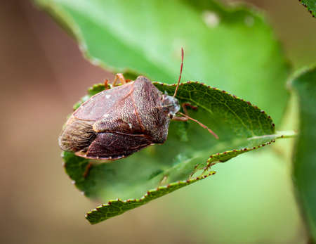 A bug or beetle on a plant