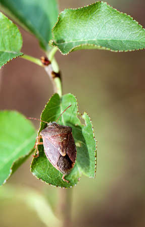 A bug or beetle on a plant