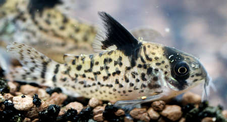 Armored catfish in the aquariumの写真素材