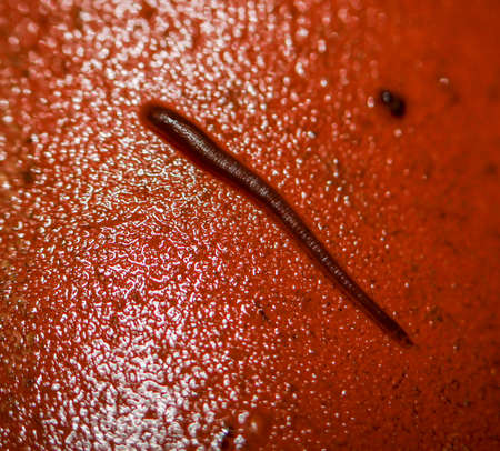 Suction worm on a sikikon cone in aquariumの写真素材