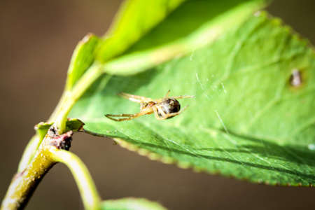 Details of a spiderの写真素材