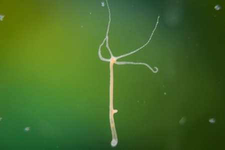 Hydra is a genus of small freshwater animals of the phylum Cnidaria and class Hydrozoa.の写真素材
