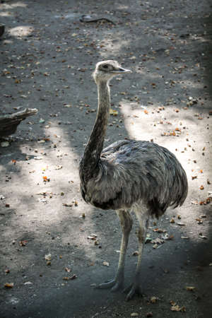 Closeup of the emuの写真素材