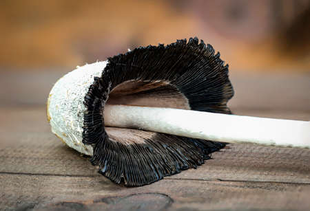 close up of a mushroom on woodの写真素材
