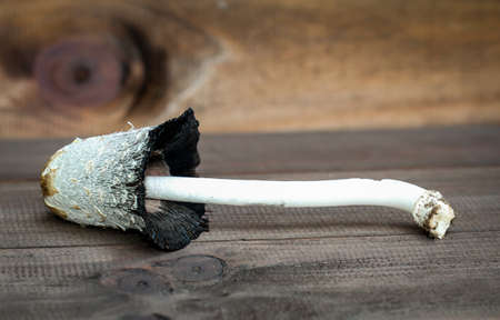 close up of a mushroom on wood
