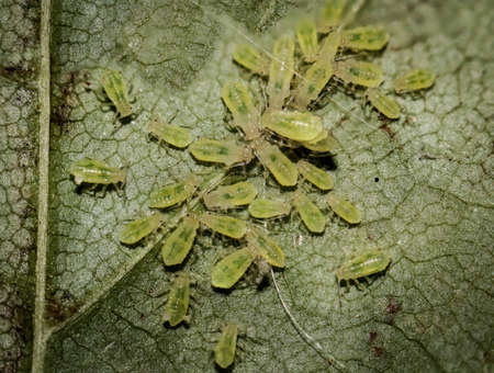 Macro of aphids on a leaf