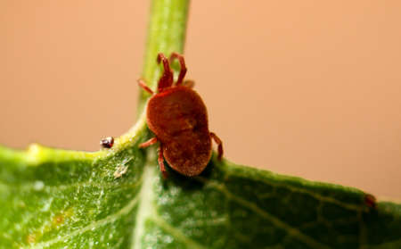 Macro of a red mite on a leaf