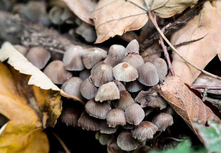close up of a mushroomの写真素材