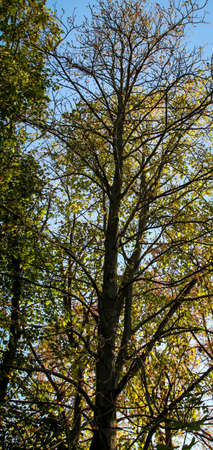 trees in the most beautiful colors of autumn