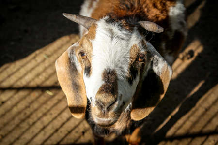 close up of a goat, sheepの写真素材