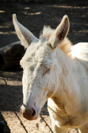 portrait of a donkey