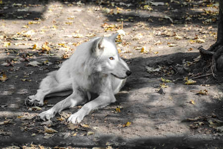 Portrait of a polar wolf