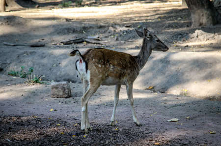 portrait of a deerの写真素材