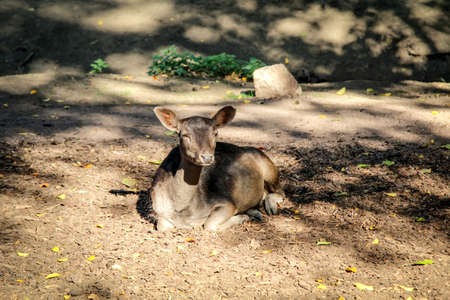 portrait of a deerの写真素材
